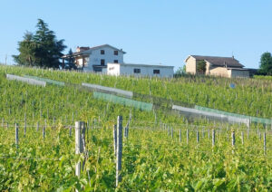 Protective nets in Italy on vineyard installaiton for summer climate challenges
